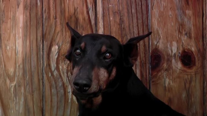 害怕的杜宾犬在看相机时露出牙齿。特写。