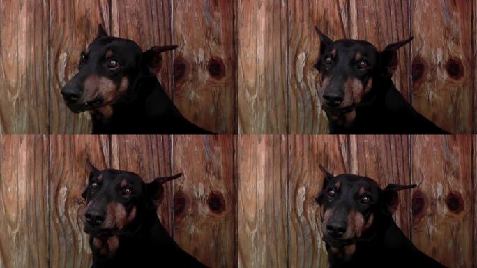 害怕的杜宾犬在看相机时露出牙齿。特写。