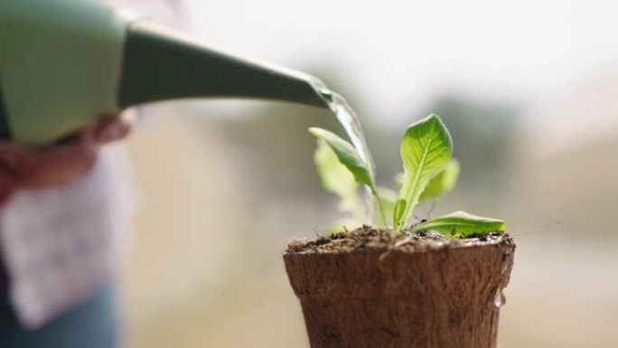 在播种托盘上浇水种植物农作物