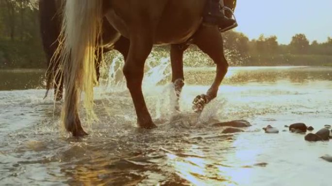 镜头耀斑: 两匹马沿着浅水漫步，溅起玻璃状的水。