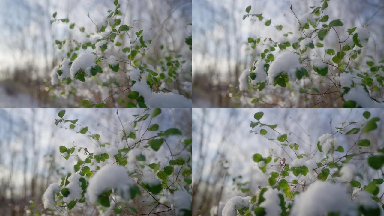 在绿叶的灌木丛上融化雪