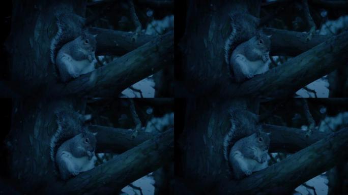 松鼠在晚上下雪的情况下进食