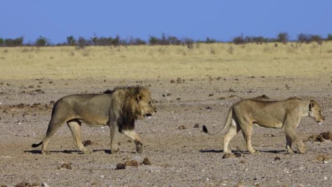 纳米比亚埃托沙国家公园慢动作行走的雄狮和雌狮的特写侧视图