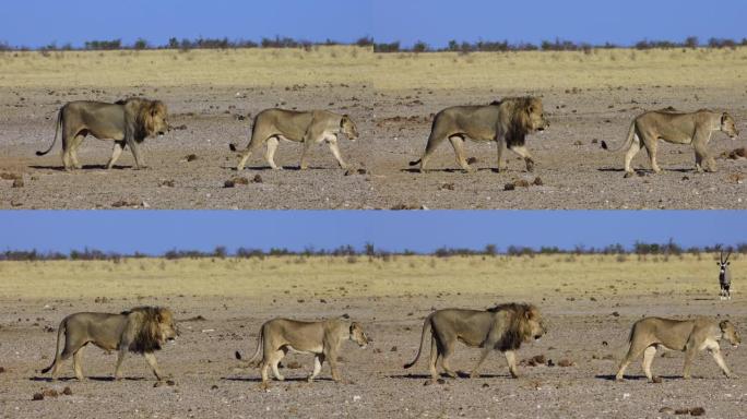 纳米比亚埃托沙国家公园慢动作行走的雄狮和雌狮的特写侧视图