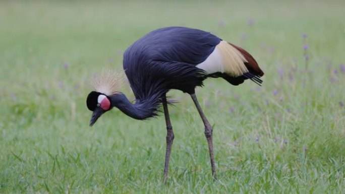 一只惊人美丽的黑冠鹤在草地上寻找昆虫的特写镜头