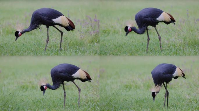 一只惊人美丽的黑冠鹤在草地上寻找昆虫的特写镜头