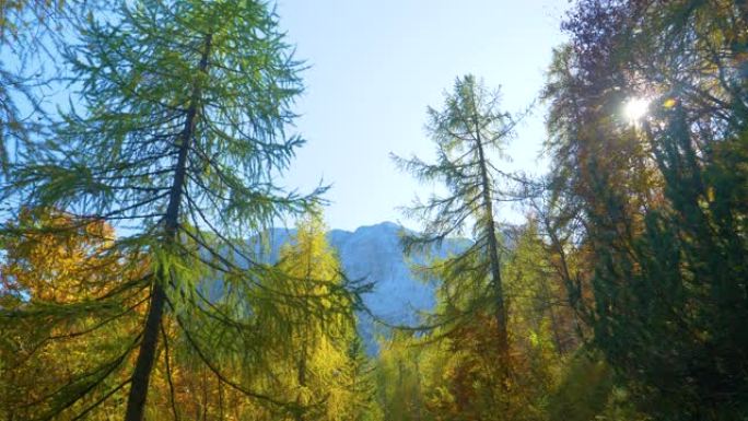 镜头耀斑: 华丽的秋季彩色檐篷延伸到湛蓝的天空。