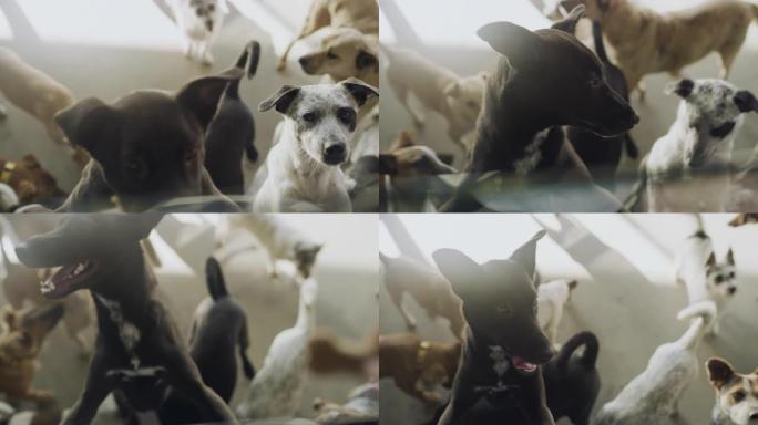 一群准备在动物收容所收养的狗的4k录像