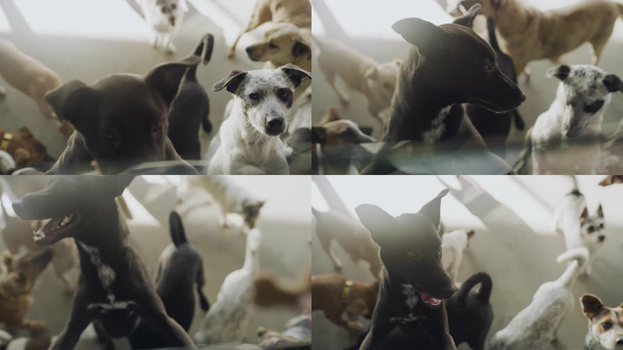 一群准备在动物收容所收养的狗的4k录像