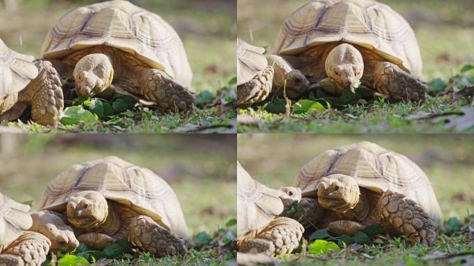乌龟在户外的地面上吃树叶和草。