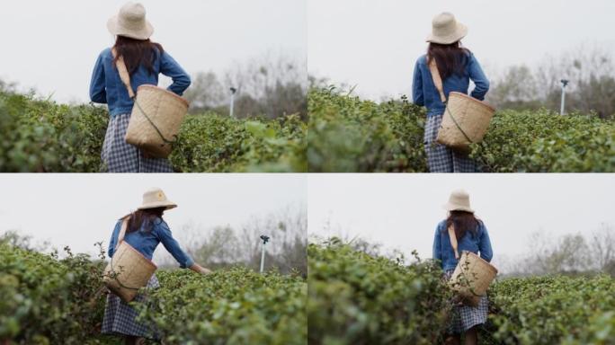 聪明的农民手工采摘绿茶叶