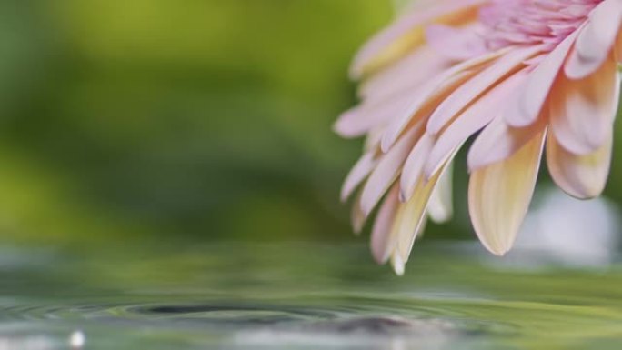 晨露的滴滚下精致的粉红色雏菊花，掉进水里。非洲菊花上的雨滴。绿色树叶背景