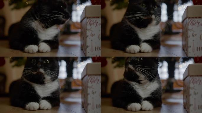 黑猫躺在礼品盒旁边的特写