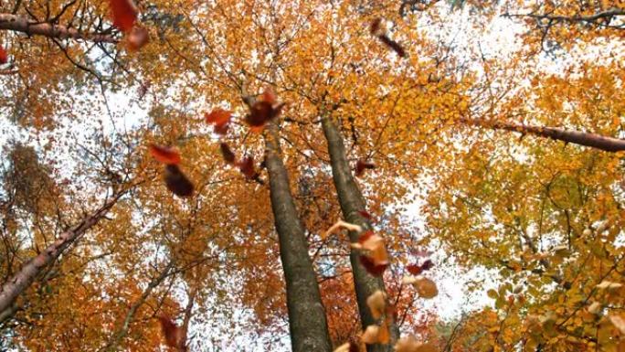 超级SLO MO秋天的叶子从树上掉下来