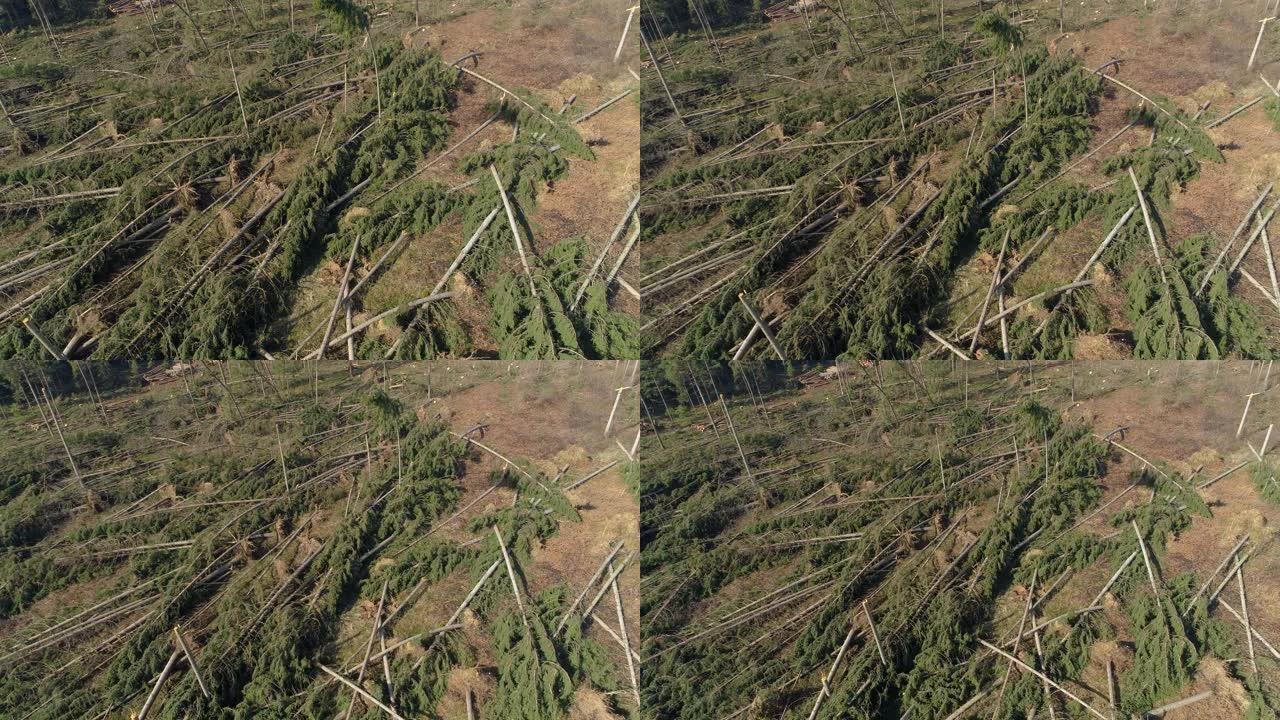 无人机: 狂风过后，云杉林的大部分被连根拔起。