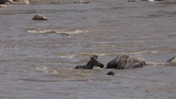 迁徙的年轻斑马为生存而战，穿越马拉河游泳