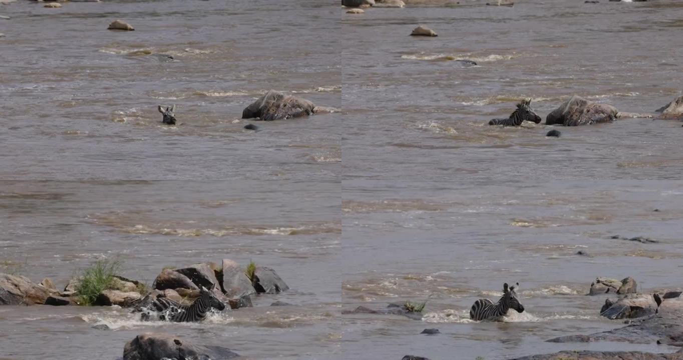迁徙的年轻斑马为生存而战，穿越马拉河游泳