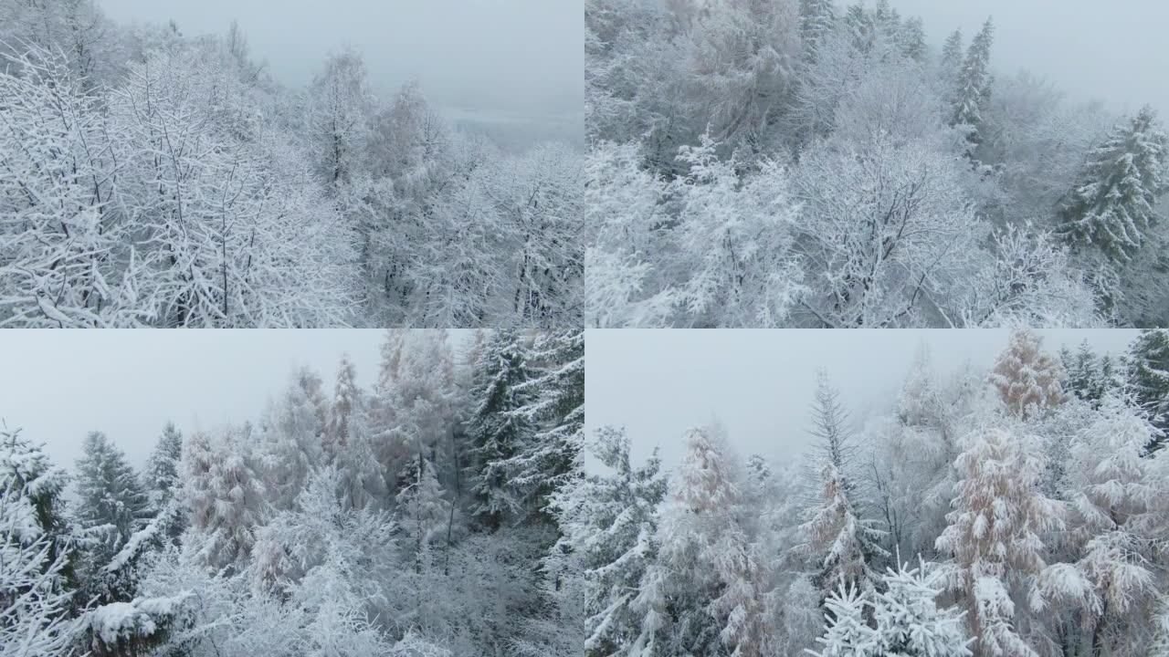 FPV无人机: 降雪后的阴天冬季，积雪覆盖的森林树梢