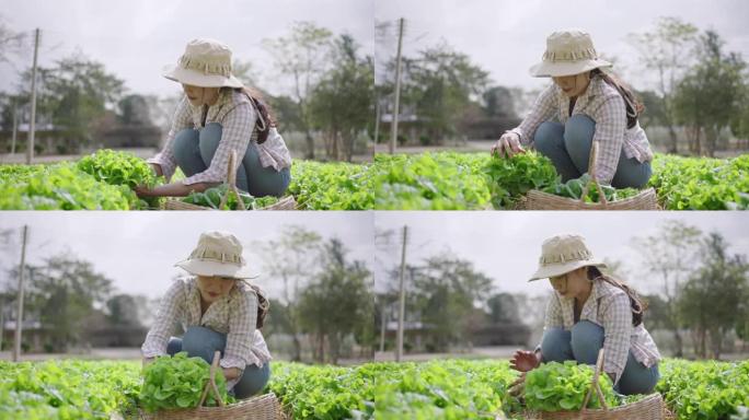 亚洲农民妇女在蔬菜上收获生菜