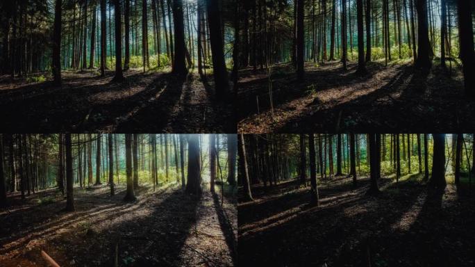 H/L阳光透过森林中的针叶树