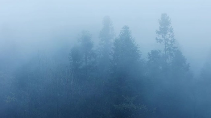 雾中的山树在雾森林雾中的山树