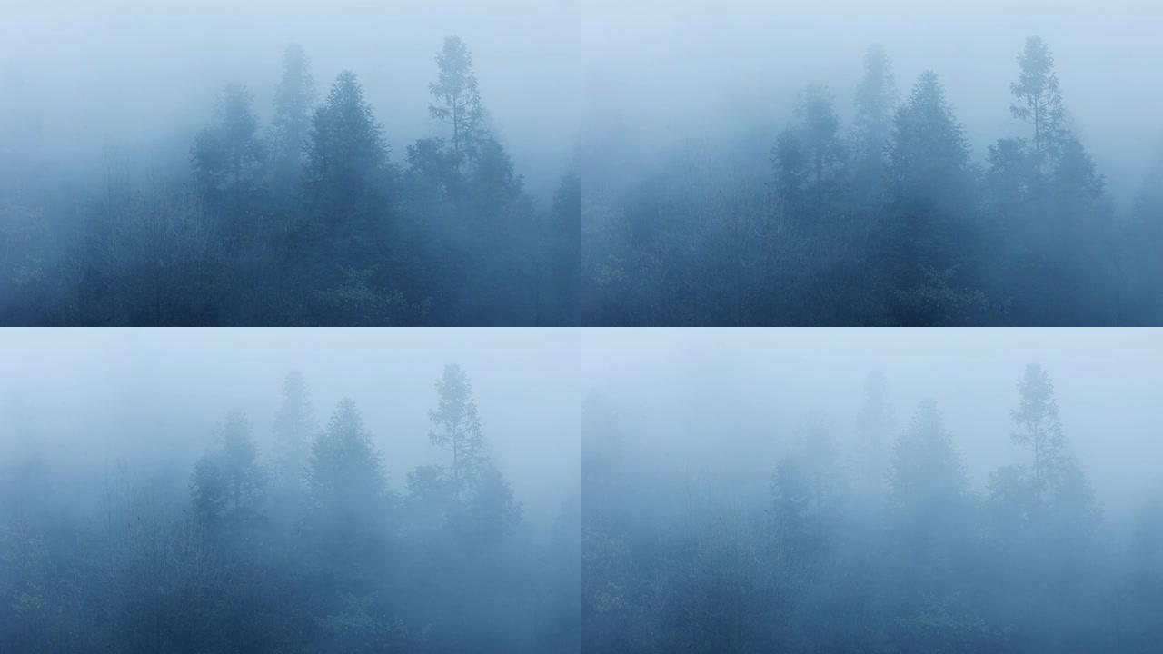 雾中的山树在雾森林雾中的山树