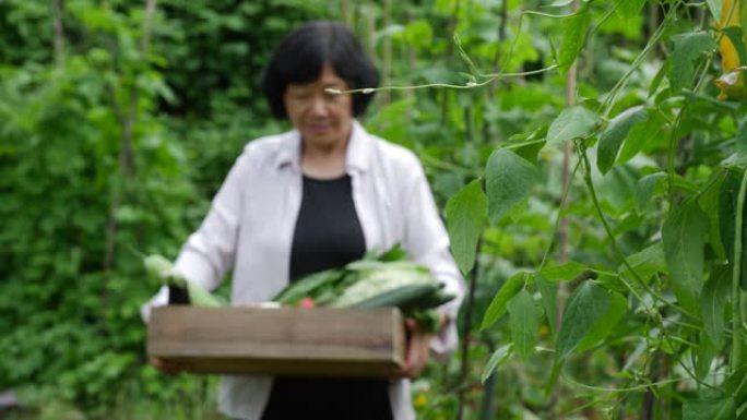 女农夫手持木箱蔬菜在田间行走