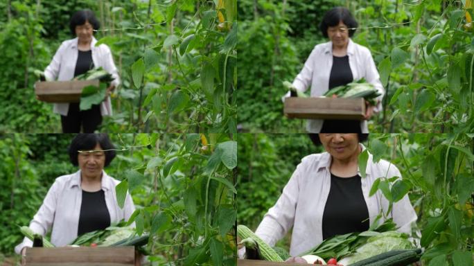 女农夫手持木箱蔬菜在田间行走