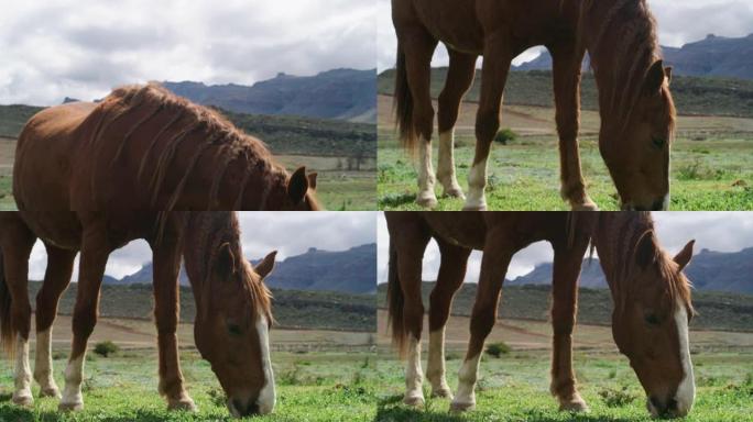 农场上一匹美丽的马的4k视频片段