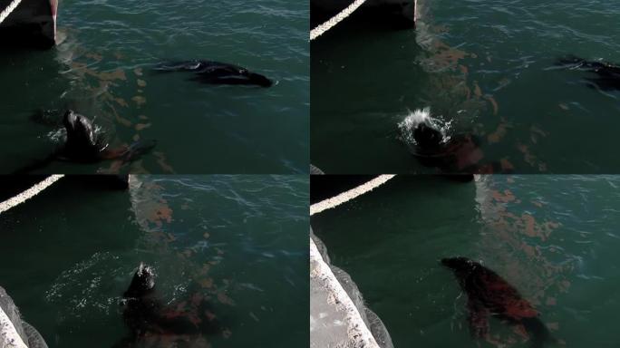 在阿根廷巴塔哥尼亚圣安东尼奥欧斯特渔港饲养海狮。