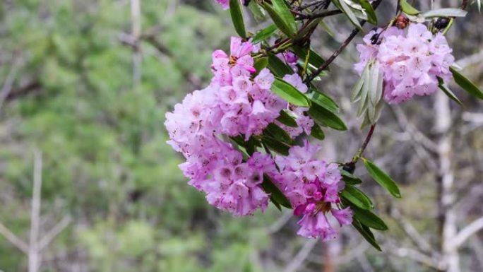 西藏林芝春季盛开粉红色杜鹃花