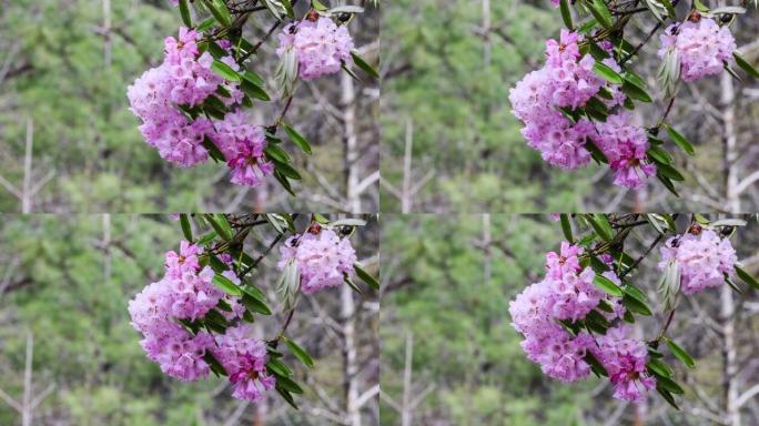 西藏林芝春季盛开粉红色杜鹃花