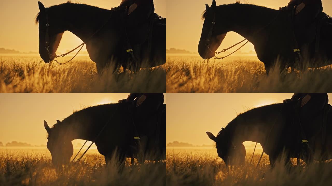 日落时分，SLO MO马在金色麦田中间放牧。