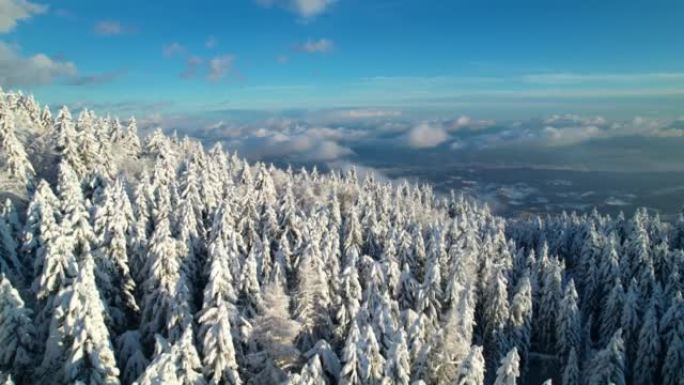 空中: 飞越白雪皑皑的云杉树，展现出积雪覆盖的山谷的景色