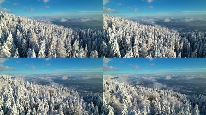 空中: 飞越白雪皑皑的云杉树，展现出积雪覆盖的山谷的景色