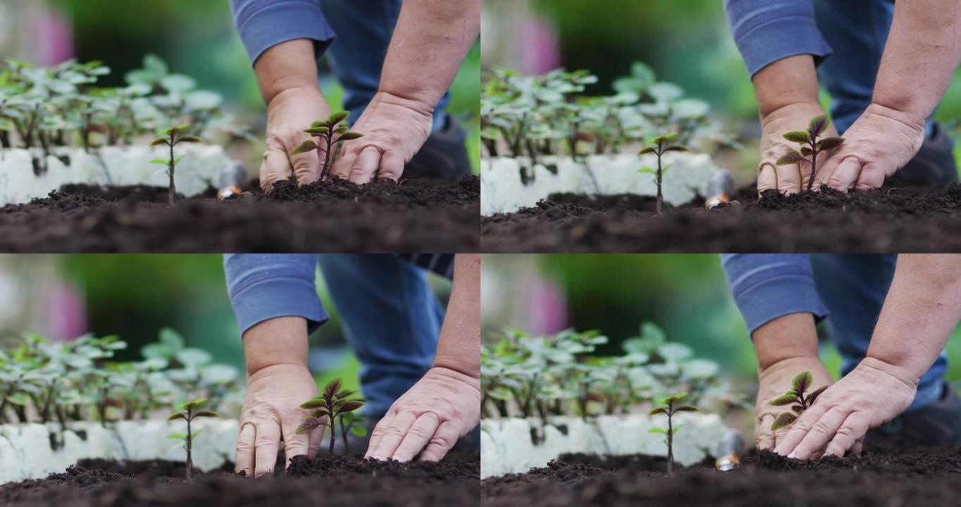 高加索男性园丁的手在花园中心种植幼苗
