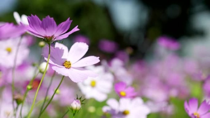 花花特写春天