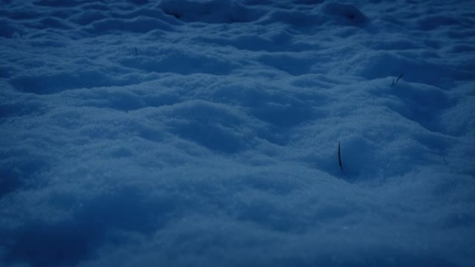 晚上用草芽在雪地上移动