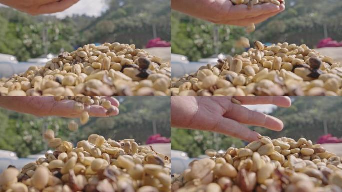 手的慢动作筛选干燥咖啡豆