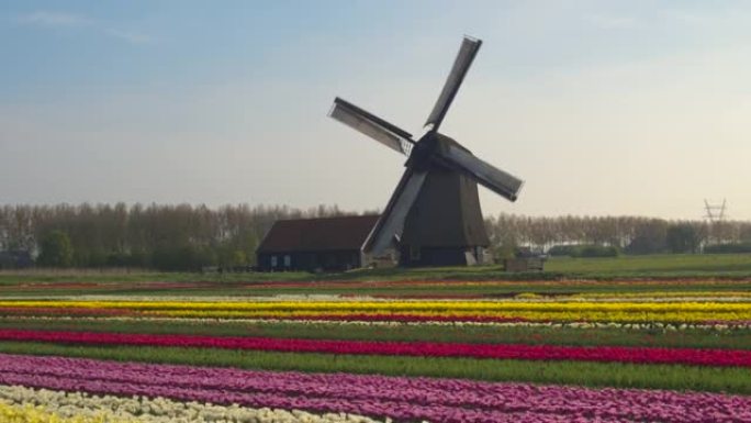 空中: 风车在阳光明媚的春天在多姿多彩的荷兰乡村旋转