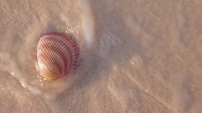 在美丽的热带海滩上抚摸扇贝贝壳的特写海浪