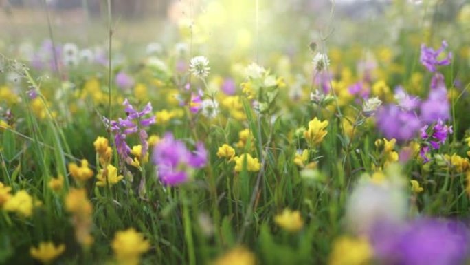 夏季高山草甸，有五颜六色的野花。相机在草地和五颜六色的花朵，背光，日落之间移动。夏季高山绿色植物区系