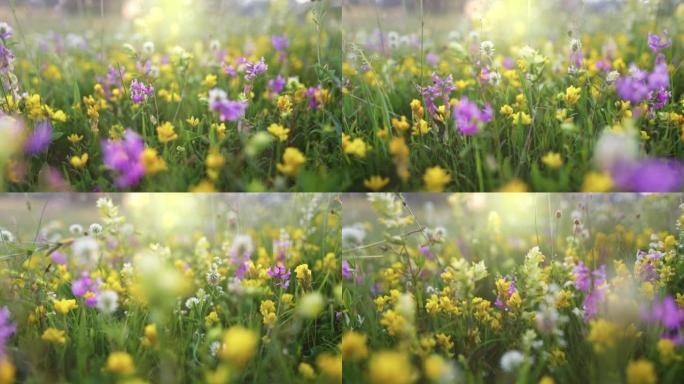 夏季高山草甸，有五颜六色的野花。相机在草地和五颜六色的花朵，背光，日落之间移动。夏季高山绿色植物区系