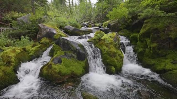 长满苔藓的绿色石头之间的瀑布对河流的万向节射击。美国雷尼尔山国家公园。美国的性质