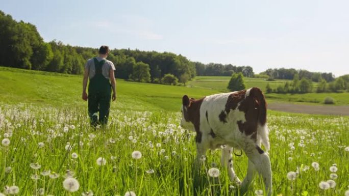 在阳光明媚的日子里，男农民与小小牛一起在田野里散步
