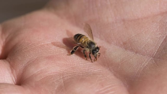 非洲蜜蜂用人手喝水的超特写镜头
