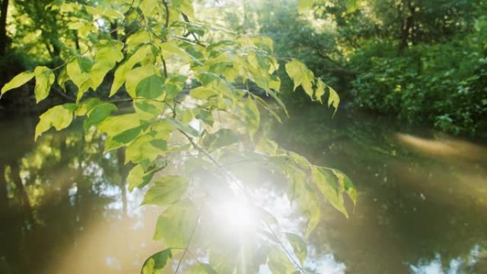 树枝覆盖着河流的太阳反射