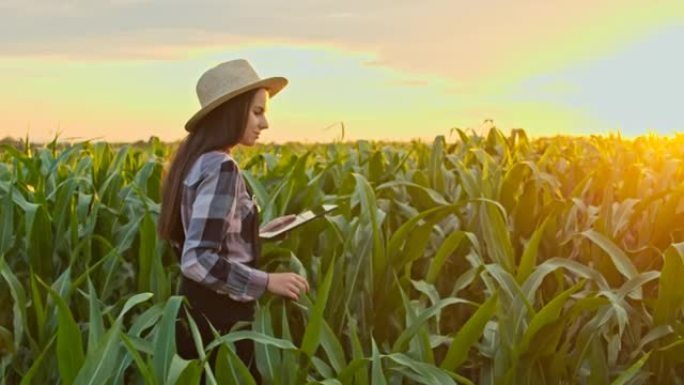 日落时分，一名女子在田间观察玉米时使用数字平板电脑