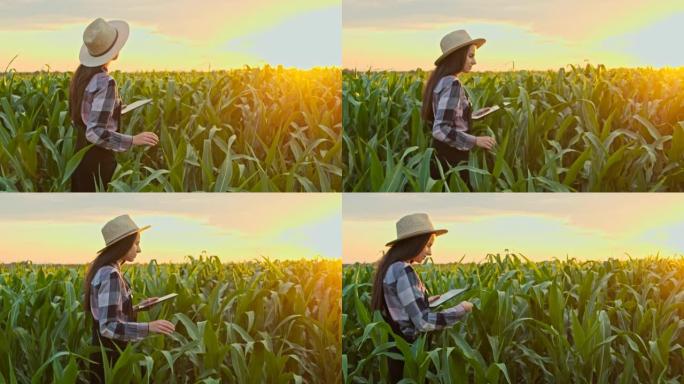 日落时分，一名女子在田间观察玉米时使用数字平板电脑