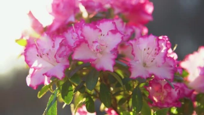 慢动作，特写: 在阳光下绽放着粉红色边缘的白色杜鹃花